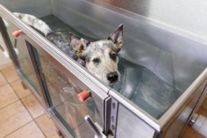 Dog with IVDD in hydrotherapy tank.