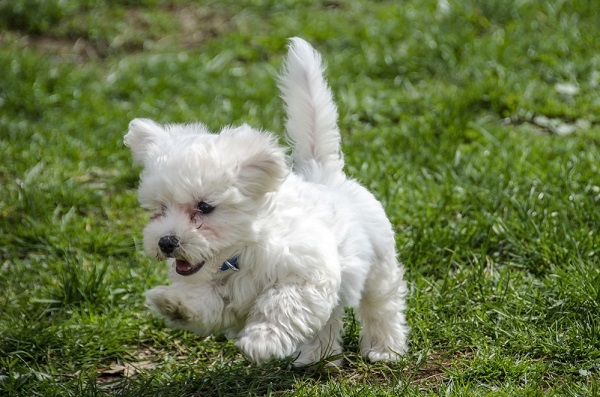 Maltese puppy