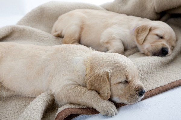Puppies sleeping on dog blanket