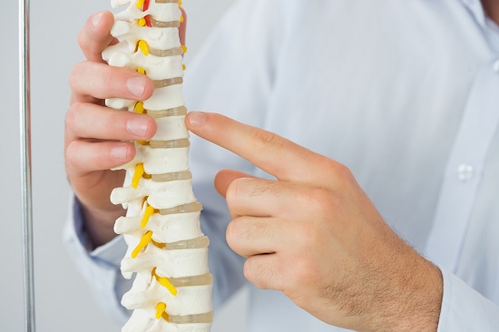 Doctor looking at a model of the spine