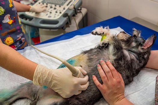 Dog having an ultrasound diagnostic test.