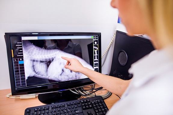 Veterinarian looking at a dog x-ray of the spine.