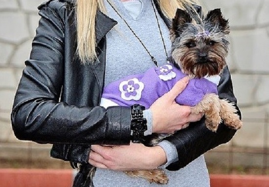 Woman properly carrying a small dog.