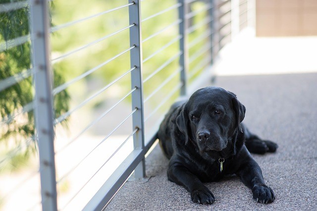 Labrador retriever waiting by a window