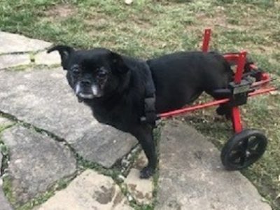 Penny in her dog wheelchair