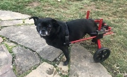 Penny in her dog wheelchair