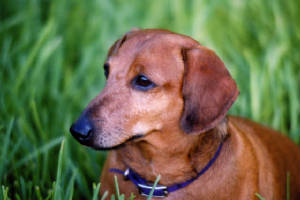 A dachshund helped by Dogs To Go Wheelchairs