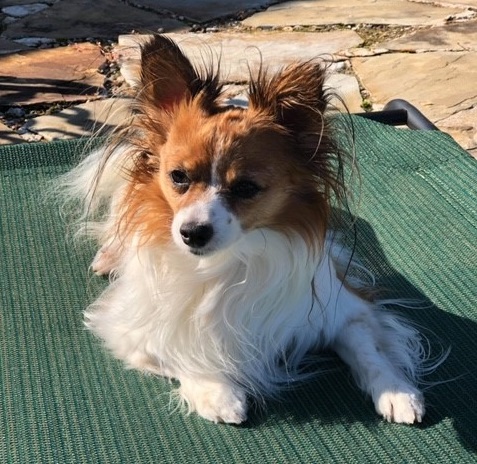 Papillon dog uses Assisi Loop to treat pain