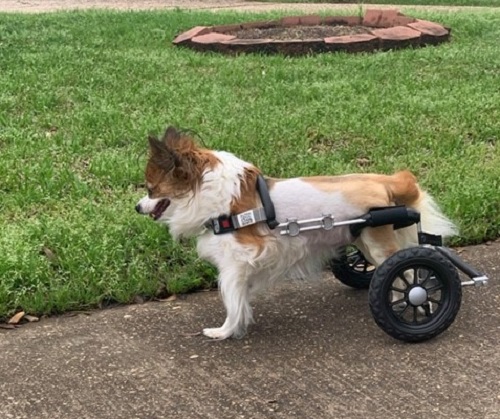 Papillon dog in wheelchair
