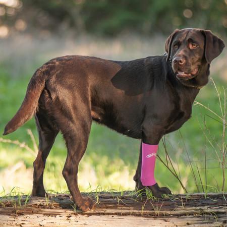 Dog wearing a compression sleeve