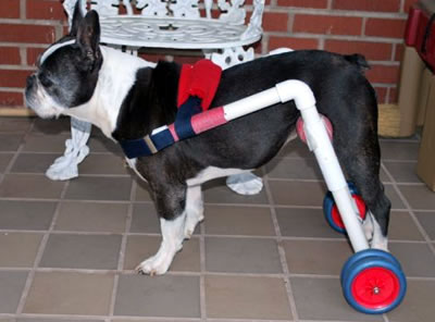 Quincy the dog in a Dogs To Go Wheelchair