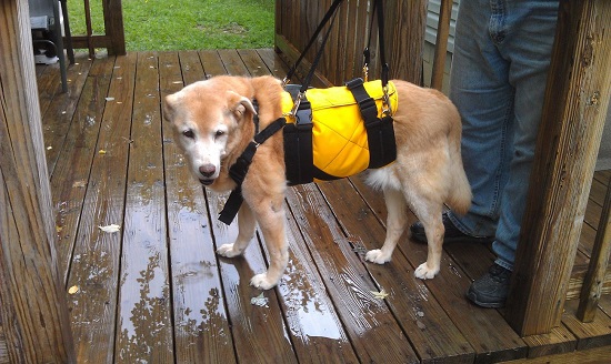 AST support dog harness