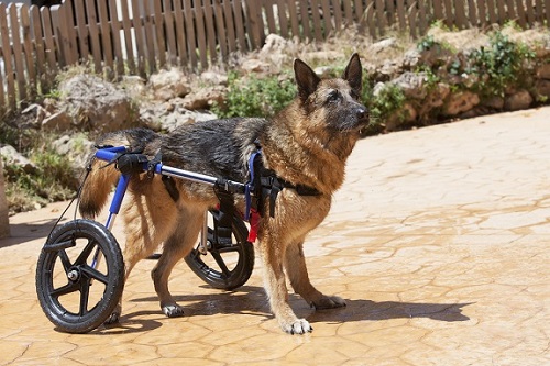 German shepherd dog in a wheelchair for pets