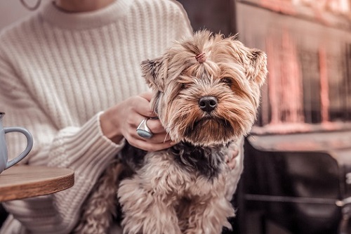 Woman holding a dog in her lap.