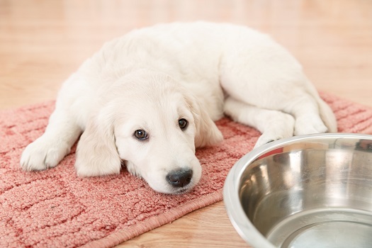 Golden retriever puppy