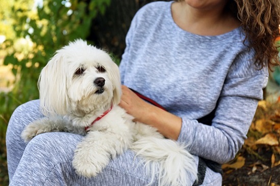 Pet sitter holding a dog