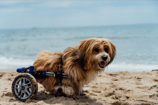 Dog in wheelchair