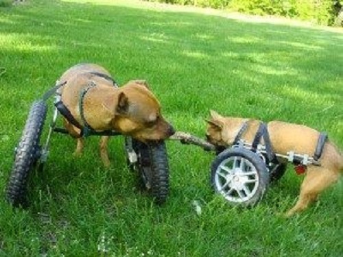 Front support dog wheelchair from Eddie's Wheels