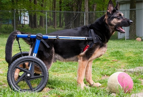 Dog in wheelchair for pets