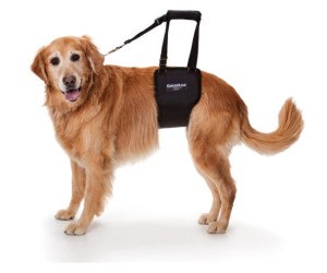 GingerLead dog support harness
