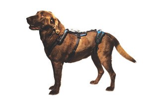 Help 'Em Up dog support harness