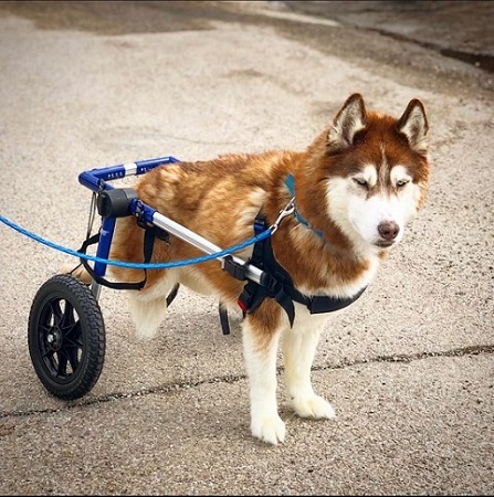 Dog in wheelchair