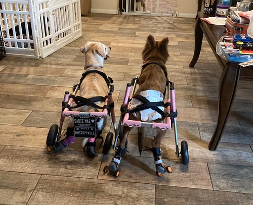 Two dogs in wheelchairs.