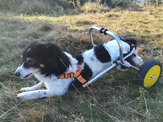 Modullo Dog wheelchair