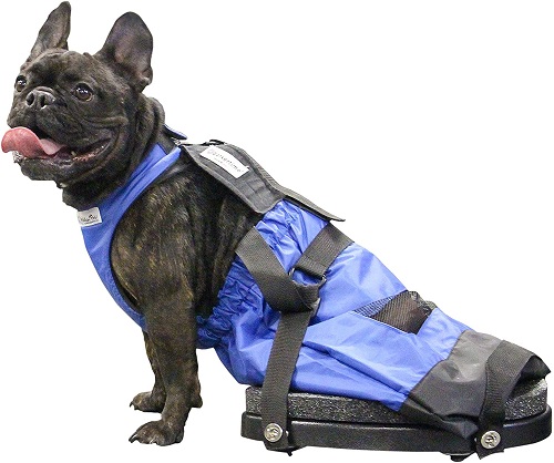 Handicapped sales dog accessories