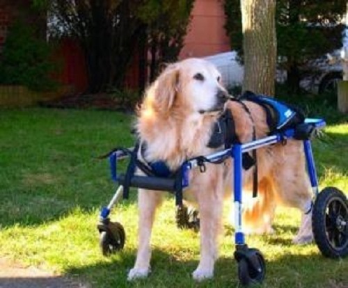 Full support dog wheelchair from Walkin' Wheels