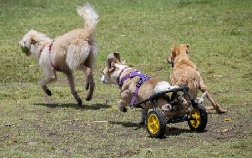 Dog in wheelchair running.
