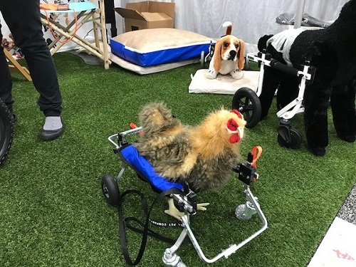 Chicken in a dog wheelchair