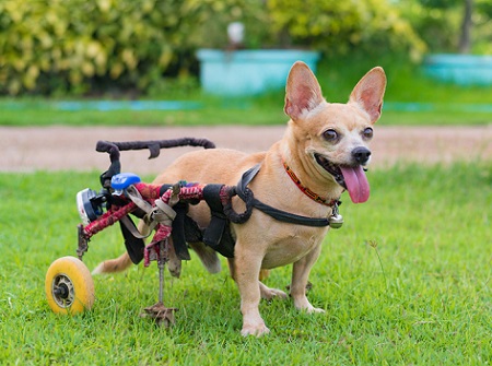 Chihuahua dog in dog wheelchair