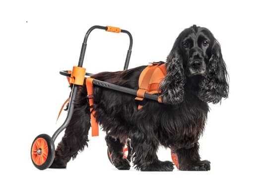 Cocker spaniel dog in a dog wheelchair