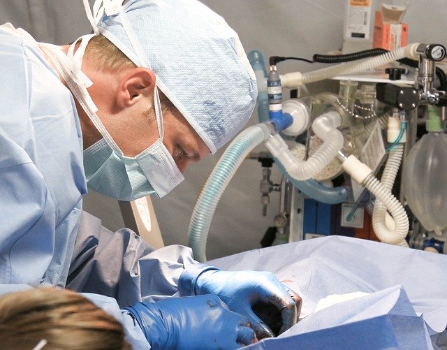 Veterinarian performing surgery