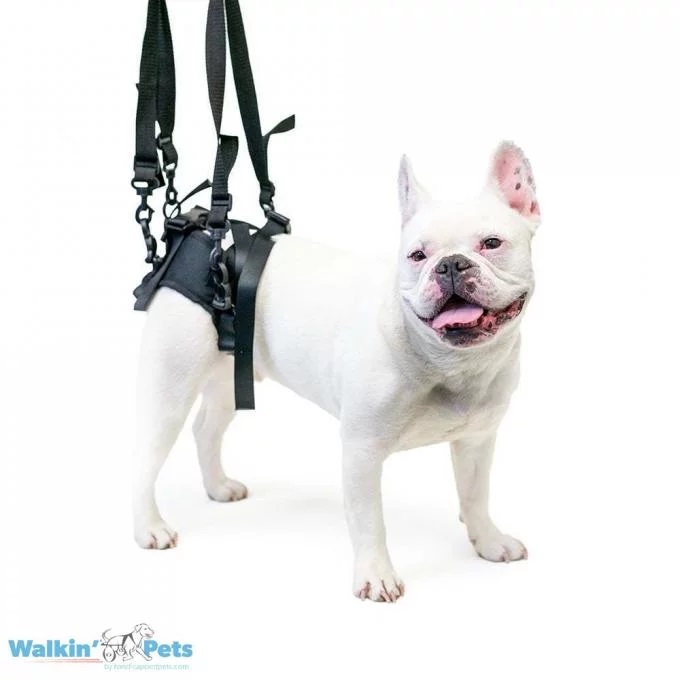 Walkin' Pets rear support harness