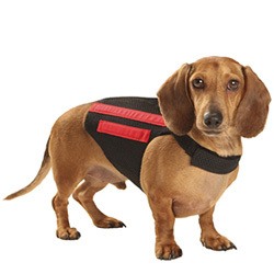 WiggleLess dog back brace