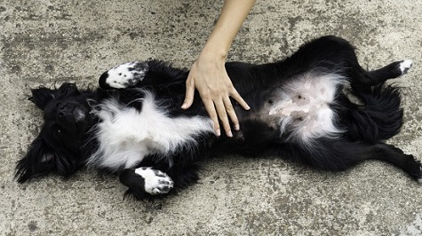 Dog getting belly rub