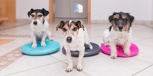 Dogs doing physical therapy