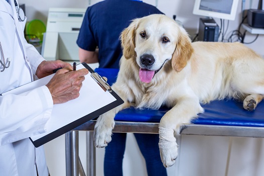 Dog examined by integrative veterinarian