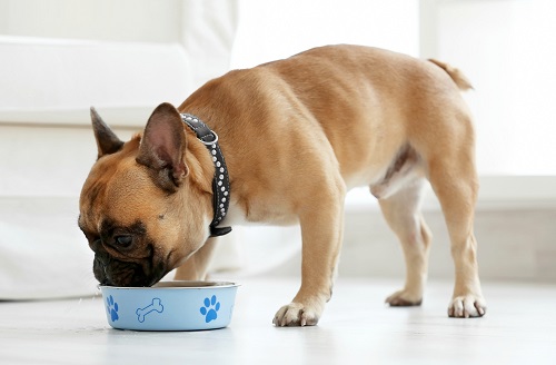French bulldog eating from a dog bowl.