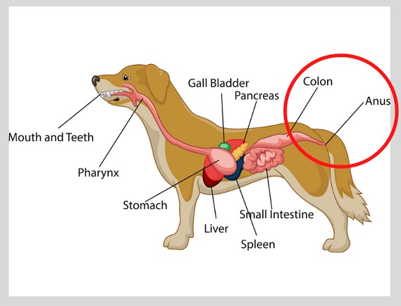 Dog digestive system