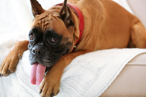 Boxer dog on a sofa