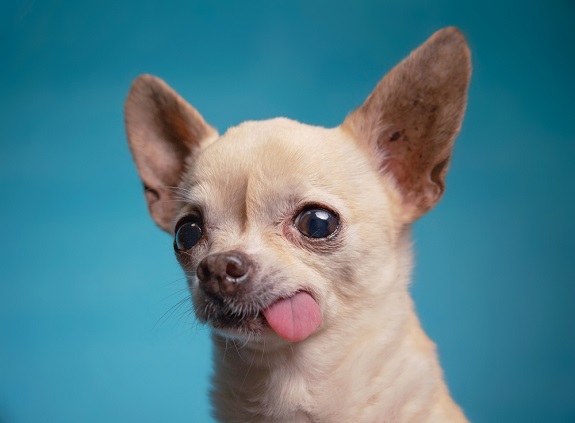 Chihuahua with tongue out