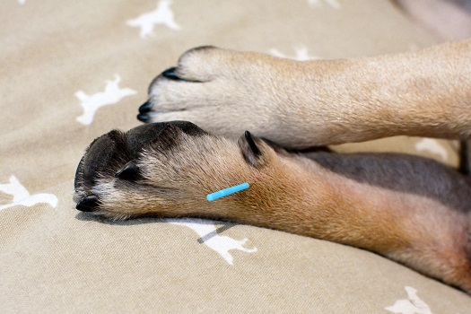 Dog receiving acupuncture treatment