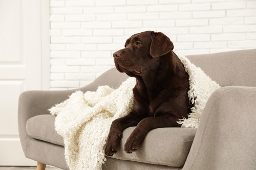 Chocolate Labrador retriever