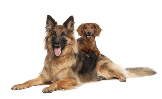 German shepherd dog and Dachshund