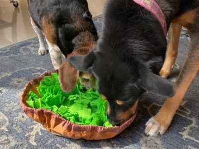 Two dogs playing with a snuffle mat for dogs