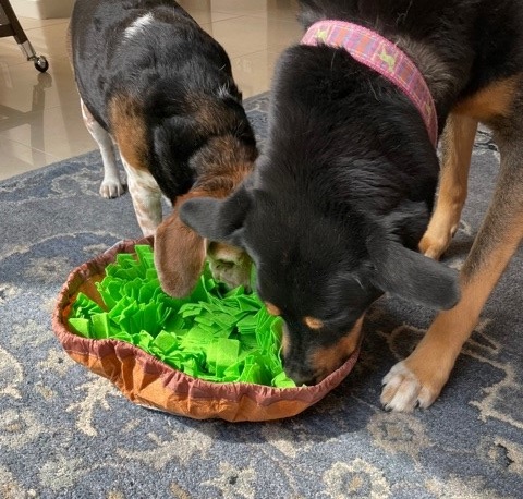 Two dogs playing with a snuffle mat for dogs