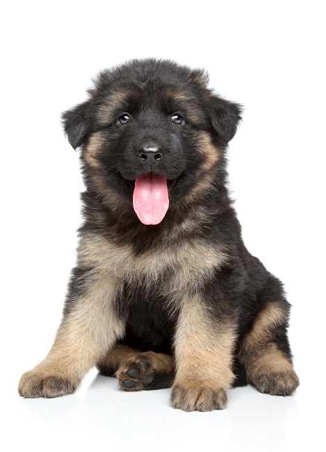 German shepherd puppy sitting with straight legs